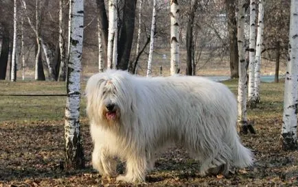 Áttekintés a kutyafajták Dél orosz juhászkutya, kisállat képeket és az értékeléseket, a tulajdonosok
