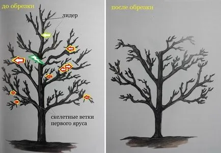 Резитба череша през пролетта и есента - схема на видео, как правилно да намали череши