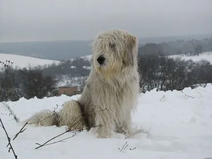 Áttekintés a kutyafajták Dél orosz juhászkutya, kisállat képeket és az értékeléseket, a tulajdonosok
