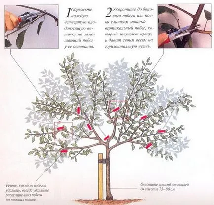 Metszés cseresznye tavasszal és ősszel - áramkör videó, hogyan kell helyesen vágni cseresznye