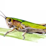 Descrierea speciilor de insecte Strider apă decât iaz hrănite și cum să se uite, fapte interesante