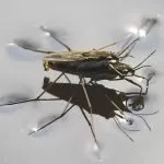 Descrierea speciilor de insecte Strider apă decât iaz hrănite și cum să se uite, fapte interesante