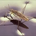 Descrierea speciilor de insecte Strider apă decât iaz hrănite și cum să se uite, fapte interesante