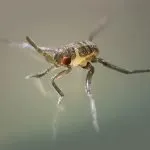 Descrierea speciilor de insecte Strider apă decât iaz hrănite și cum să se uite, fapte interesante