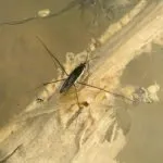 Descrierea speciilor de insecte Strider apă decât iaz hrănite și cum să se uite, fapte interesante