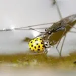 Descrierea speciilor de insecte Strider apă decât iaz hrănite și cum să se uite, fapte interesante