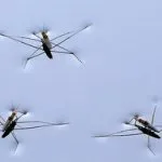 Descrierea speciilor de insecte Strider apă decât iaz hrănite și cum să se uite, fapte interesante