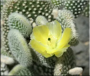 Opuntia - specii, de îngrijire, de reproducere, dificultăți potențiale, Greenhome