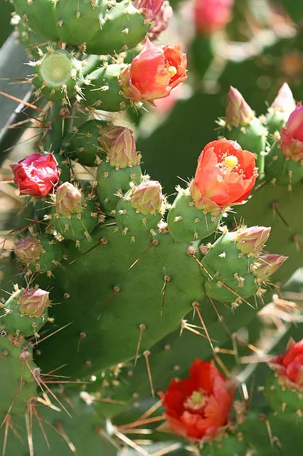 Opuntia - specii, de îngrijire, de reproducere, dificultăți potențiale, Greenhome