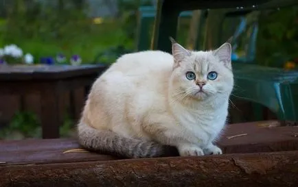 Színes és szemszín a brit macska; Brit macskák és macskák, kék és zöld szem