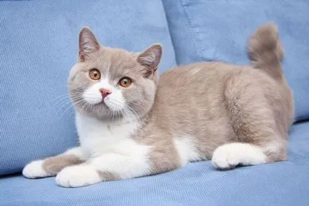 Színes és szemszín a brit macska; Brit macskák és macskák, kék és zöld szem