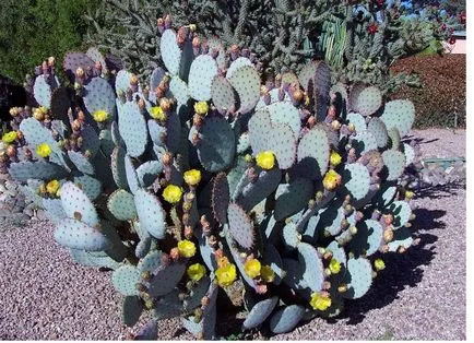 Opuntia - specii, de îngrijire, de reproducere, dificultăți potențiale, Greenhome