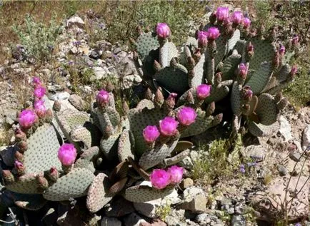 Opuntia - specii, de îngrijire, de reproducere, dificultăți potențiale, Greenhome