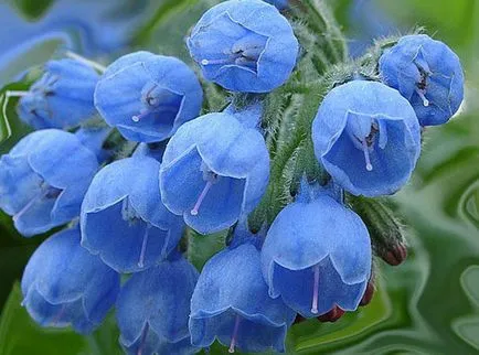 Nadálytő - növekvő nadálytő - Comfrey gyökér kivonat