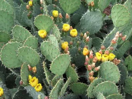 Opuntia otthoni gondozást, kilátás, fotók