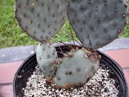 de îngrijire la domiciliu, Opuntia vizualizări, fotografii