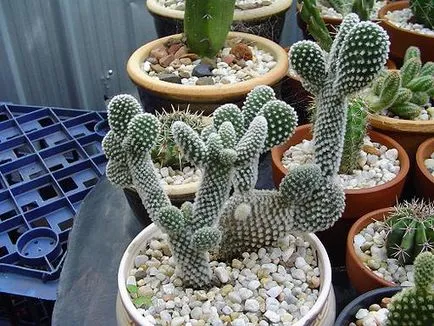 Opuntia - specii, de îngrijire, de reproducere, dificultăți potențiale, Greenhome