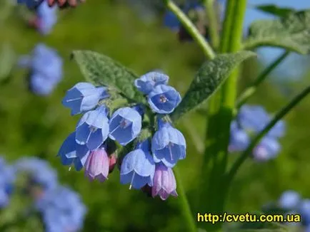 Comfrey - отглеждане Comfrey - Comfrey корен екстракт