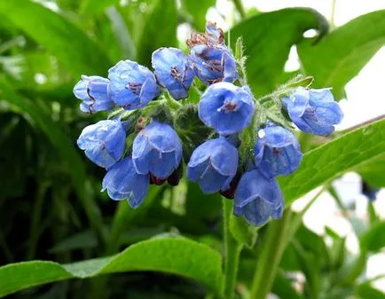 Comfrey - отглеждане Comfrey - Comfrey корен екстракт