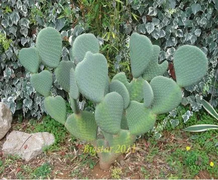 Opuntia - specii, de îngrijire, de reproducere, dificultăți potențiale, Greenhome