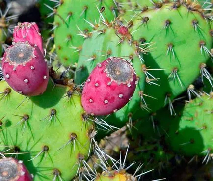 Opuntia otthoni gondozást, kilátás, fotók