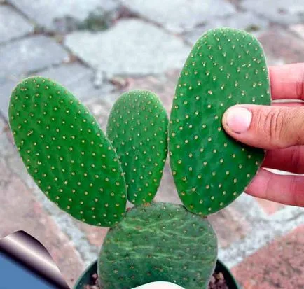 Opuntia otthoni gondozást, kilátás, fotók