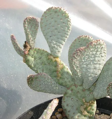 Opuntia - specii, de îngrijire, de reproducere, dificultăți potențiale, Greenhome