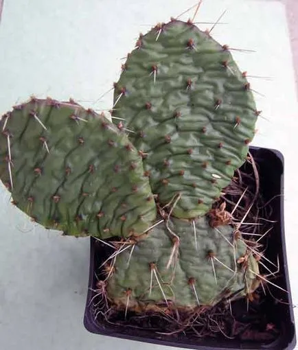 грижа Opuntia у дома, мнения, снимки