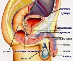 Caracteristici ale medicamentului pentru tsinkteral de prostata