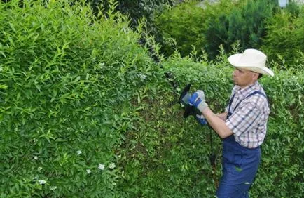 Alapvető szabályok metszés sövények