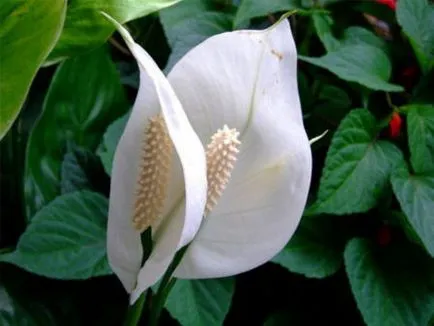 Caracteristici Îngrijire Spathiphyllum, răspunsuri la întrebări frecvente