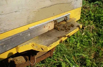 A lyuk a kaptárban a méhek vagy bemetszés jellemzők és fotó