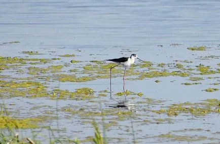 Bitter-Lacul Sărat - lacuri din regiunea Chelyabinsk