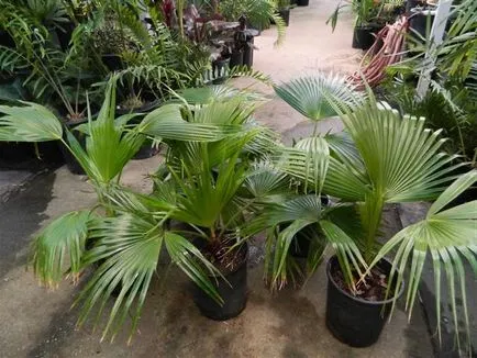 Palm Livistona de îngrijire la domiciliu, în special cultivarea și recenzii