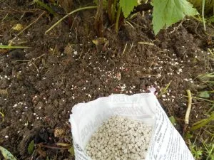 Fertilizarea de primăvară coacaze vara și toamna