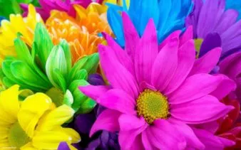 De ce flori multicolore