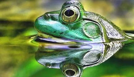 Защо умират жаби в езерото - в животинския свят