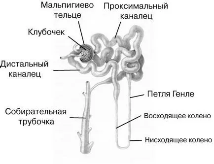 Бъбреците - то