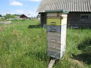 Първи пчелен прашец в кошер многокорпусни, село и вила