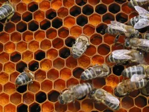 Първи пчелен прашец в кошер многокорпусни, село и вила