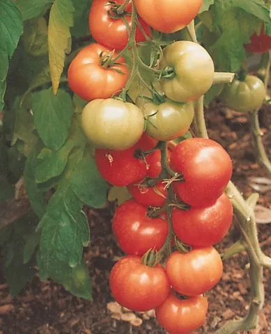 Чери домати сортове описание със снимки, коментари
