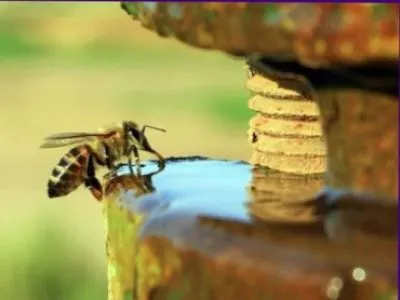 Öntözés a méhek víz