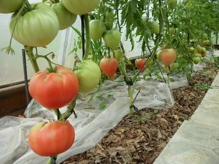 Paradicsom öntözés nélkül, személyes tapasztalat