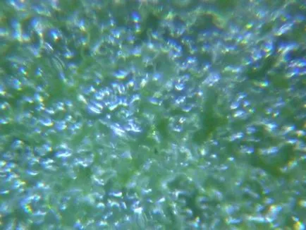 Под микроскоп снимка