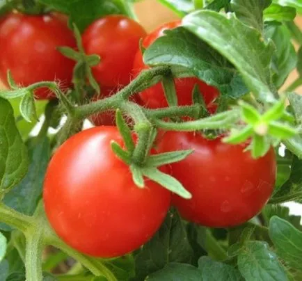 Чери домати сортове описание със снимки, коментари
