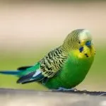 Kea Parrot - fotografii, papagali video KEA pradă