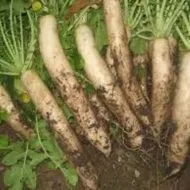 Plantarea în recomandările daikon-pas deschis la sol