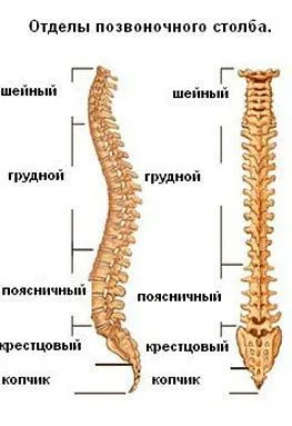 Coloana vertebrală, care protejează, care include