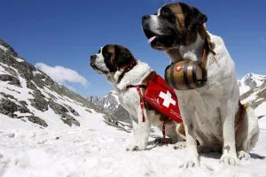 St Bernard câine rasa - descriere, caietul de sarcini, îngrijire, fotografie