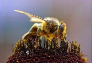 Pregătirea corespunzătoare a albinelor pentru iarnă pentru apicultori novice